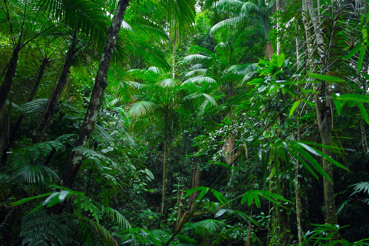 Tropical Amazon Forest