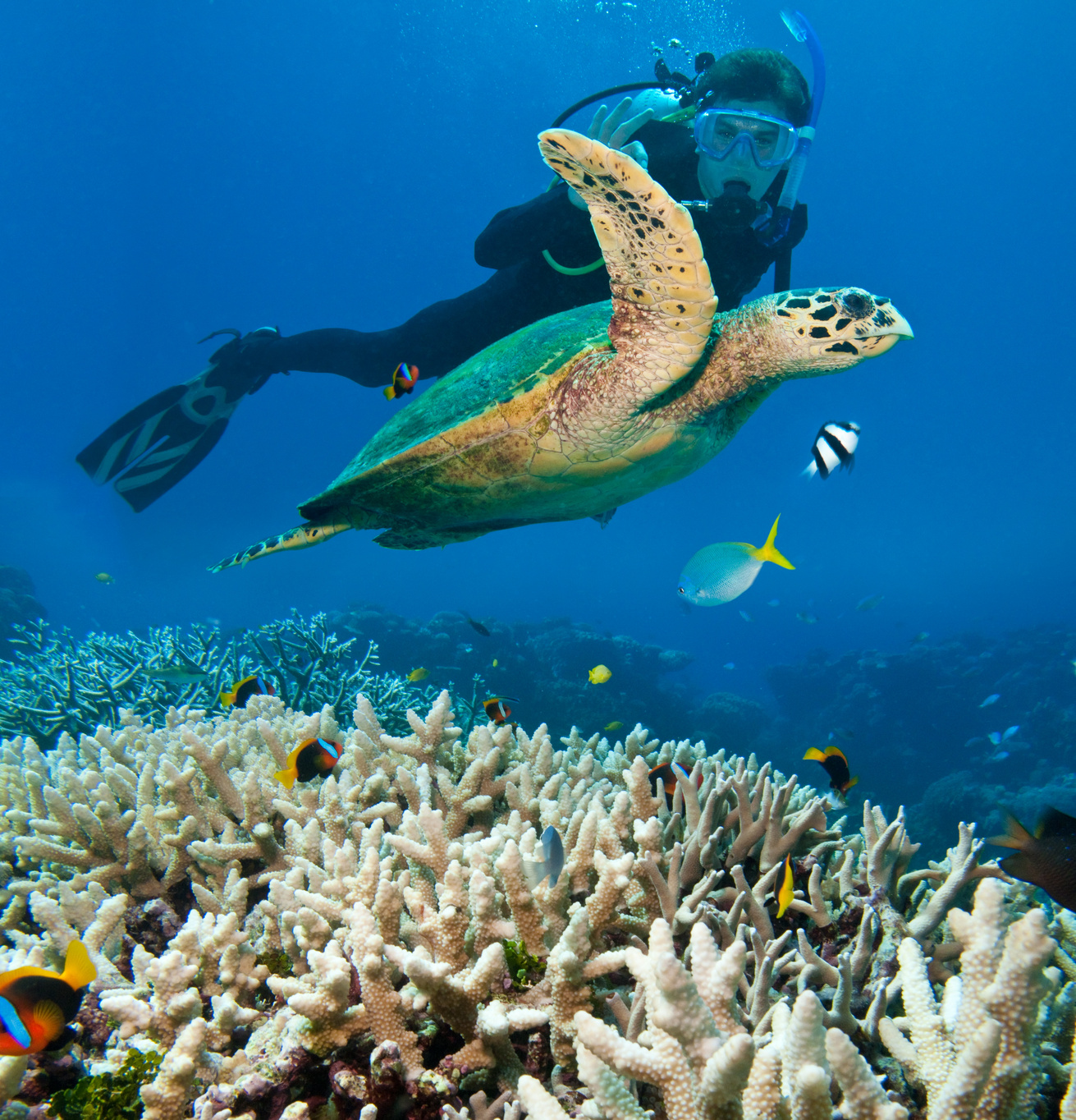 Snorkeler interacting with a sea turtle in the Great Barrier Reef, showcasing top snorkeling spots for an unforgettable underwater adventure.