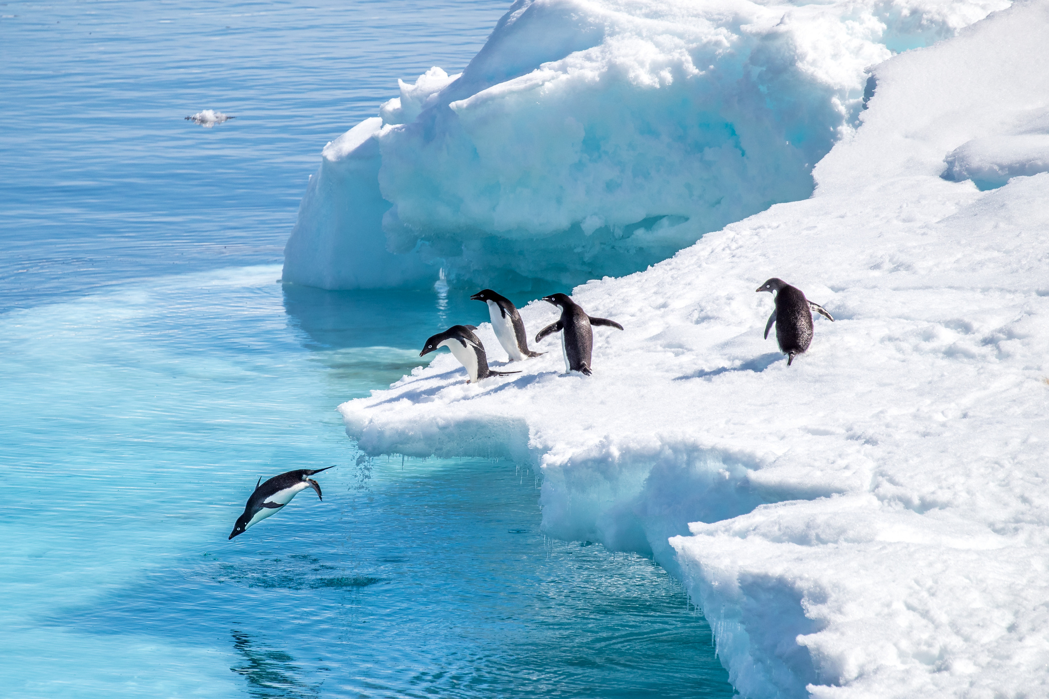 Penguins jumping off a glacier in Antarctica, highlighting unique travel experiences in the frozen continent.