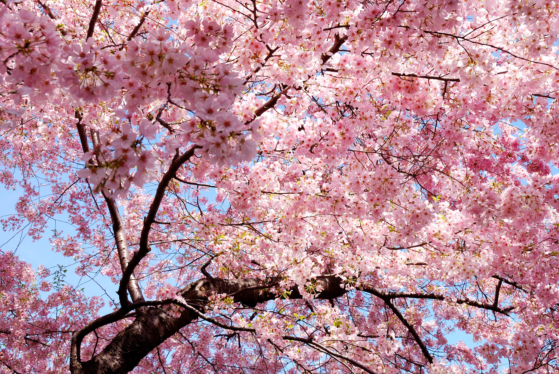 Cherry Blossom Background